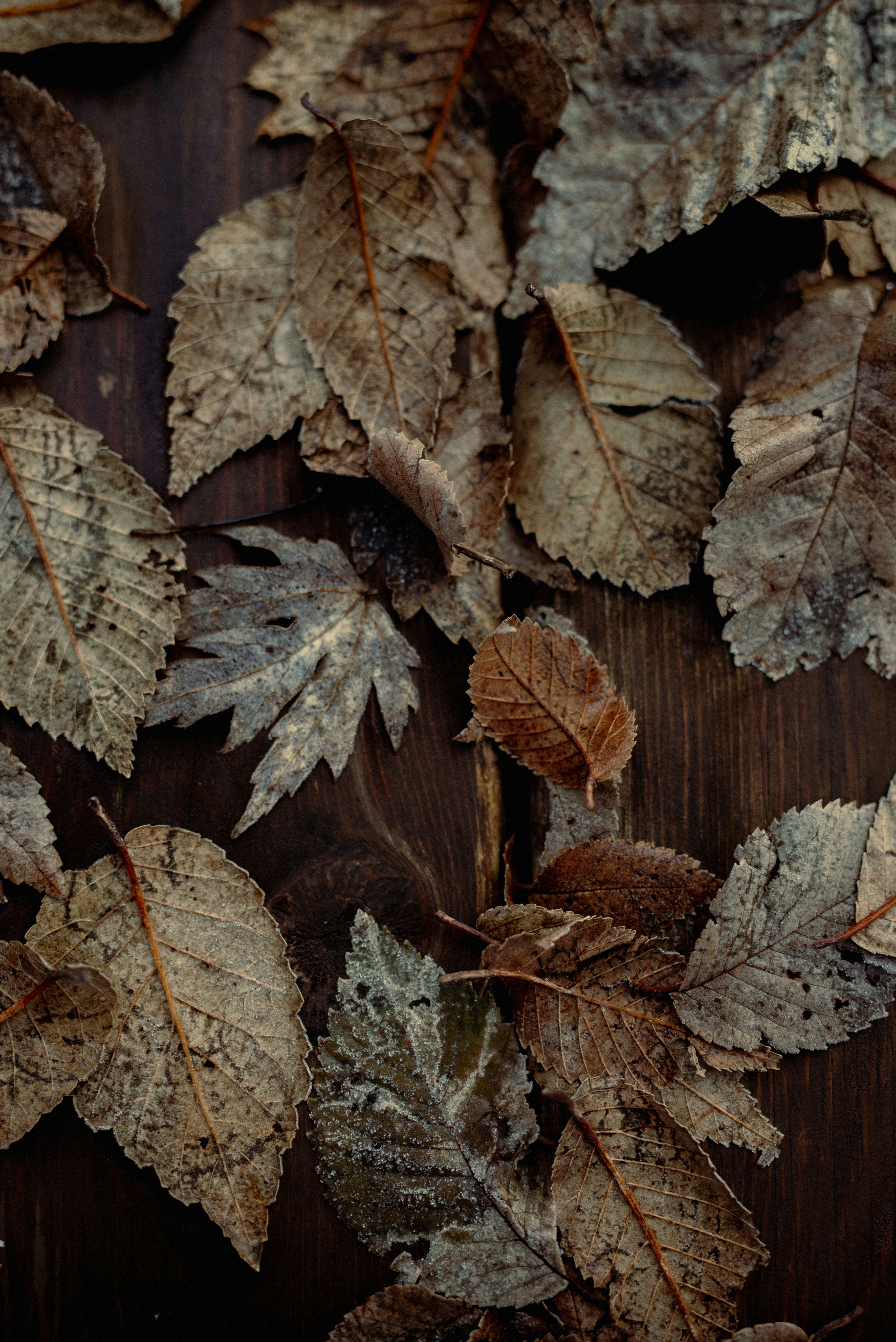 brown dried leaves on ground